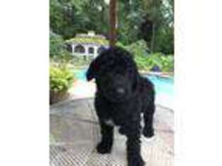 Labradoodle Puppy for sale in Cochranville, PA, USA