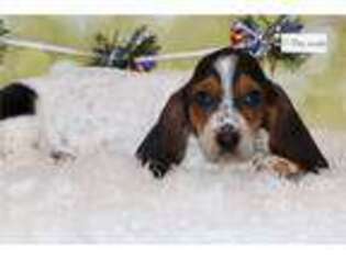 Basset Hound Puppy for sale in Fort Worth, TX, USA