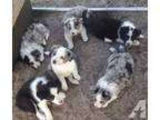Border Collie Puppy for sale in GLENNVILLE, GA, USA
