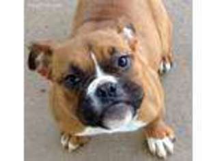 Valley Bulldog Puppy for sale in Cameron, OK, USA
