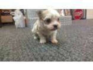 Mutt Puppy for sale in Bedford, PA, USA