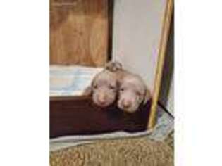 Weimaraner Puppy for sale in Brooklyn, MI, USA