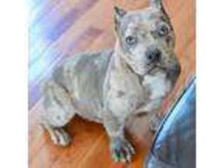 American Bulldog Puppy for sale in Brandywine, MD, USA