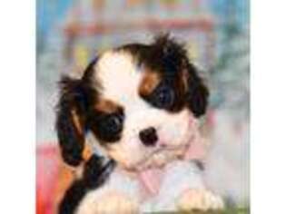 Cavalier King Charles Spaniel Puppy for sale in Little Rock, AR, USA