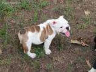 Bulldog Puppy for sale in Tyler, TX, USA