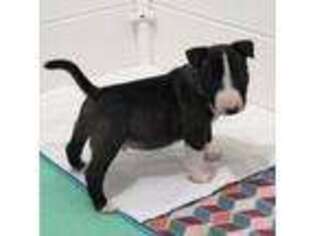Bull Terrier Puppy for sale in Stephenville, TX, USA