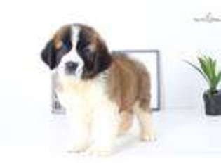 Saint Bernard Puppy for sale in Fort Myers, FL, USA