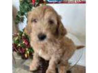 Goldendoodle Puppy for sale in Sparks, NV, USA