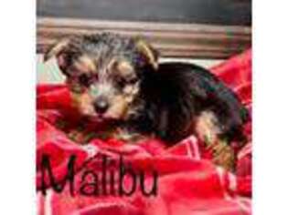 Yorkshire Terrier Puppy for sale in Bloomsburg, PA, USA