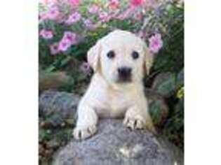 Labrador Retriever Puppy for sale in Woodburn, IN, USA