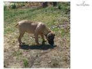 Boerboel Puppy for sale in Baltimore, MD, USA
