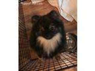 Pomeranian Puppy for sale in Livingston, TX, USA
