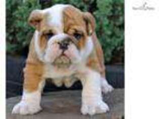 Bulldog Puppy for sale in Fort Worth, TX, USA