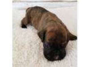 Boxer Puppy for sale in New London, IA, USA