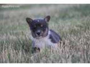 Pembroke Welsh Corgi Puppy for sale in Edson, KS, USA