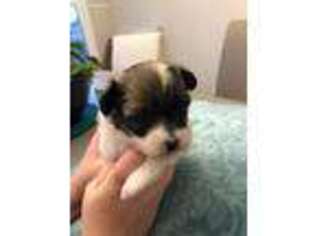 Havanese Puppy for sale in Bargersville, IN, USA