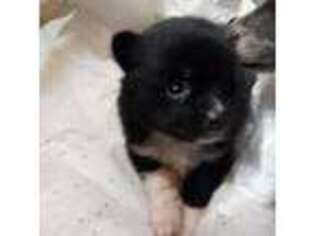 Pomeranian Puppy for sale in Ocala, FL, USA