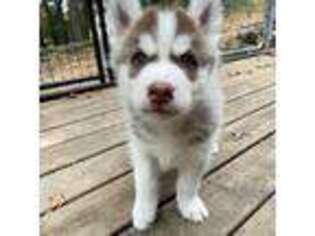 Siberian Husky Puppy for sale in Colfax, WI, USA
