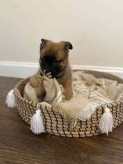 Belgian Malinois Puppy for sale in Westfield, MA, USA