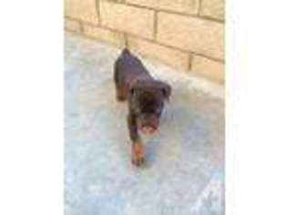 Doberman Pinscher Puppy for sale in NORCO, CA, USA