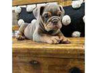 Bulldog Puppy for sale in Mountain Grove, MO, USA