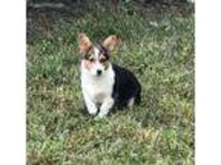 Pembroke Welsh Corgi Puppy for sale in Blue Grass, IA, USA