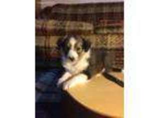Shetland Sheepdog Puppy for sale in Ronks, PA, USA