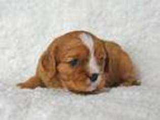 Cavalier King Charles Spaniel Puppy for sale in Paris, TX, USA