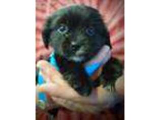 Mutt Puppy for sale in Fyffe, AL, USA