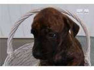 Mastiff Puppy for sale in Ann Arbor, MI, USA