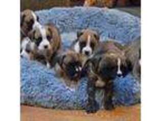 Boxer Puppy for sale in Shelton, WA, USA