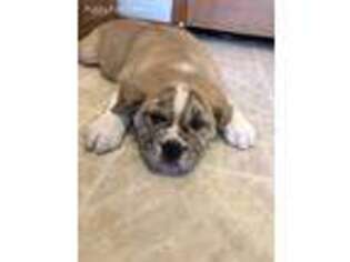 Olde English Bulldogge Puppy for sale in Finlayson, MN, USA