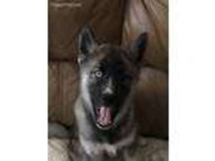 Siberian Husky Puppy for sale in Newnan, GA, USA