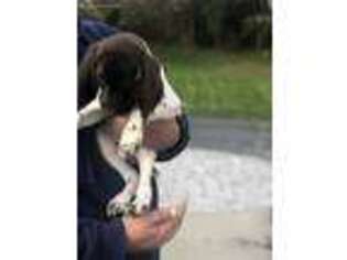 German Shorthaired Pointer Puppy for sale in Clarkston, MI, USA
