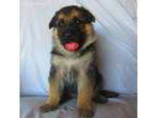 German Shepherd Dog Puppy for sale in Brookfield, MO, USA