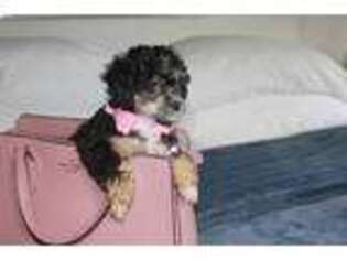 Mutt Puppy for sale in Walnut Creek, CA, USA