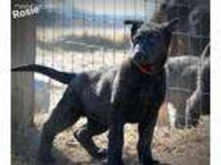 German Shepherd Dog Puppy for sale in Paden, OK, USA