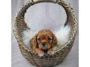 Cavalier King Charles Spaniel Puppy for sale in Marysville, CA, USA