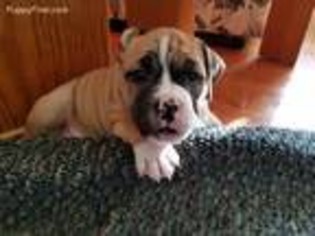 Olde English Bulldogge Puppy for sale in Lansing, MI, USA