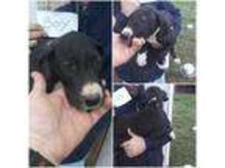 Great Dane Puppy for sale in Winlock, WA, USA