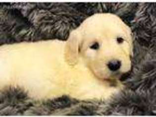 Goldendoodle Puppy for sale in New Orleans, LA, USA