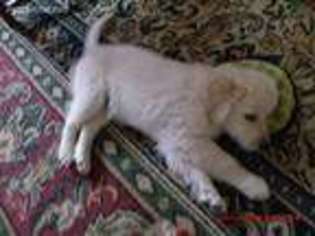 Mutt Puppy for sale in Pittsburgh, PA, USA