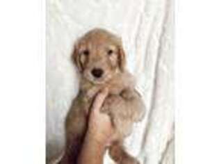 Goldendoodle Puppy for sale in Maysville, GA, USA