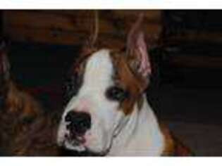 Boxer Puppy for sale in Petersburg, VA, USA