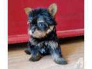 Yorkshire Terrier Puppy for sale in STOCKTON, CA, USA