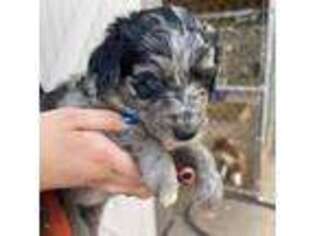 Mutt Puppy for sale in Brazoria, TX, USA