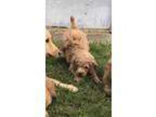 Labradoodle Puppy for sale in Clatskanie, OR, USA
