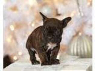 French Bulldog Puppy for sale in Mc Alisterville, PA, USA