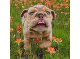 Bulldog Puppy for sale in Waxahachie, TX, USA