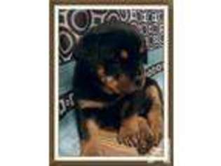 Rottweiler Puppy for sale in GREAT FALLS, MT, USA